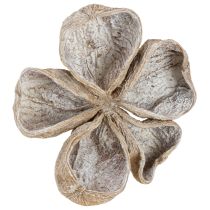 Artikel Landlotus Weiß gewaschen 6-12cm 50St