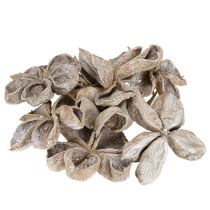 Artikel Trockenblume Landlotus Holz naturbelassen Weiß gewaschen 6-12cm 50 Stück