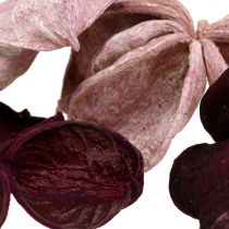 Artikel Landlotus Mix Brombeer, Altrosa 50 St