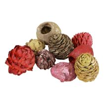 Artikel Leucadendron Zapfen Bellgum Grün Rot Gelb Gefrostet 300g