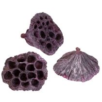 Artikel Lotos Kapseln, Trockenfloristik, Lotuskolben Rosa, Weiß gewaschen 50 St