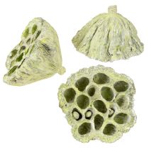 Artikel Lotos Kolben Mix Grün gewaschen Ø6cm - 10cm 50 St