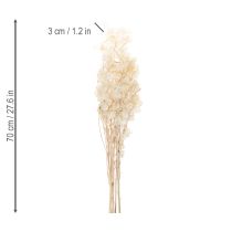 Artikel Lunaria Trockenblumen Silberblatt Natur 60-80cm 30g