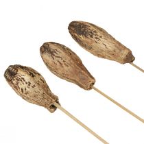 Artikel Mahagoni-Schoten Natur Trocken-Deko ca. 45 cm, Braun, 50 Stück