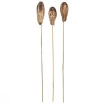 Artikel Mahagony Pod Schoten Trockendeko Natur 45cm 50 St