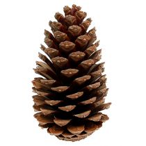 Maritima Zapfen 14/18 natur 25St