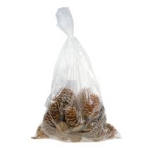 Artikel Maritima Holz-Zapfen Creme-Vanille 10-15cm 25 Stück