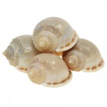 Maritime Deko Schneckenhäuser Seeschnecken 4–8cm 10St