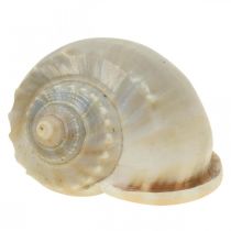 Maritime Deko Schneckenhäuser Seeschnecken 4–8cm 10St