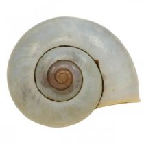 Maritime Deko Schneckenhaus Natur Schnecken leer 2–5cm 1kg