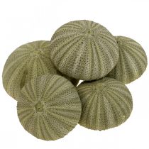 Artikel Maritime Deko Seeigel Deko Grün Sommerdeko Ø5-6cm 17 St