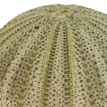 Artikel Maritime Deko Seeigel Deko Grün Sommerdeko Ø5-6cm 17 St