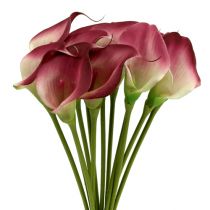 Artikel Mini Calla künstlich 28cm erika,creme 12St