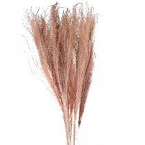 Artikel Trockengräser lang Rosa Federgras Deko Miscanthus 75cm 10St