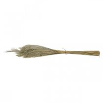 Artikel Trockengras Miscanthus 55-75cm Federgras Natur 100St