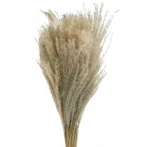 Trockengras Miscanthus 55-75cm Federgras Natur 100St