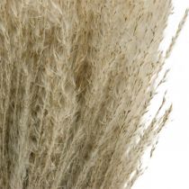 Artikel Trockengras Miscanthus 55-75cm Federgras Natur 100St