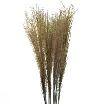 Miscanthus Chinaschilf Trockengräser Trockendeko 75cm 10St