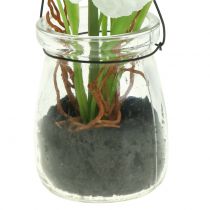 Artikel Mohnblume im Glas zum Hängen Weiß H22cm