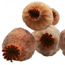 Mohnkapsel groß Papaver getrocknet Deko Mohn Orange 5St