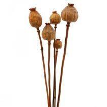 Mohnkapsel groß Papaver getrocknet Deko Mohn Orange 5St