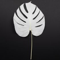Artikel Gebleichte Monstera Blätter für elegante Dekoration 5 Stück