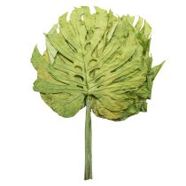 Artikel Monstera Blätter getrocknet 5 Stück H50cm