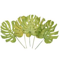 Artikel Getrocknete Monstera-Blätter Grün 50–55 cm Dekoration