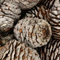 Artikel Murii Tannenzapfen Natur 500g, ca. 3-6 cm