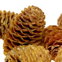 Artikel Sabulosum Zapfen Holz Creme 4–6 cm 500 g für Dekorationen