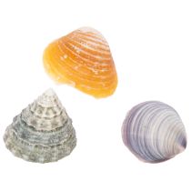Artikel Dekorative Naturmuscheln Set 300g für Wohn- und Badezimmer