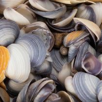 Artikel Dekorative Naturmuscheln Set 300g für Wohn- und Badezimmer