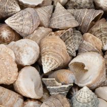 Artikel Dekorative Naturmuscheln Set 300g für Wohn- und Badezimmer