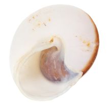 Artikel Dekorative Naturmuscheln Set 300g für Wohn- und Badezimmer