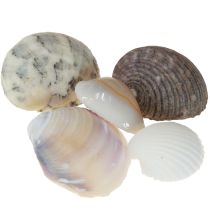 Artikel Muschel Deko Mini Herzmuscheln Schneckenhäuser 1–3cm 340g
