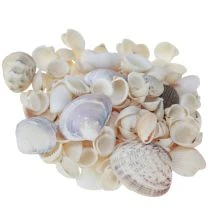 Artikel Muschel-Deko aus Naturmaterial, Mix mit Herzmuscheln und Schneckenhäusern, 1–3cm, 340g