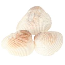 Artikel Muschel Deko Muscheln Weiß Braun Herzmuscheln 5–7cm 300g