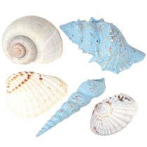 Artikel Muschel Deko Schneckenhäuser Blau Natur 3–5cm 150g