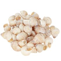 Muschel Umachi 500g