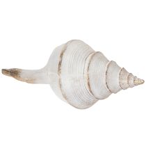 Artikel Dekorative Muschel aus Polystone 44 cm in Weiß-Braun mit Gold