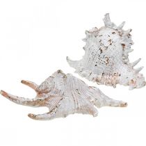 Muscheln, Maritime Deko, Schneckenhäuser Weiß-Golden L22/17cm 2er-Set