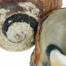 Artikel Turbanmuschel Alikreukel Natur 500g, ca. 8 cm, Dekoschnecke für maritime Dekoration