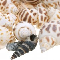 Muschel Dekoration, Deko-Schnecke Mini, Meeresschnecken-Mix L2–4cm 780g