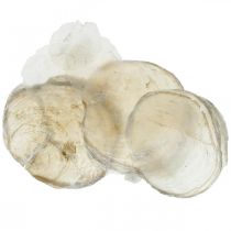 Artikel Stranddeko, Capiz-Muscheln 5–10cm, Naturartikel, Perlmutt, Maritim 1kg