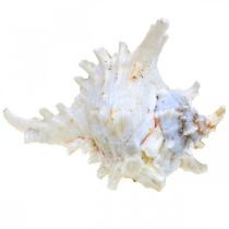 Artikel Muschel Chicoreus ramosus Deko-Naturprodukt 16cm Weiß 3 Stück