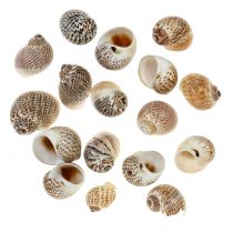 Schneckenmuscheln Natur 500g