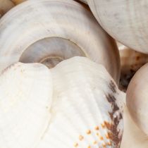 Artikel Natürliche Schnecken und Muscheln, 500g, Dekoset in Naturtönen, 3-6 cm, für Wohnraumdekoration