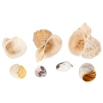Artikel Natürliche Schnecken und Muscheln, 500g, Dekoset in Naturtönen, 3-6 cm, für Wohnraumdekoration