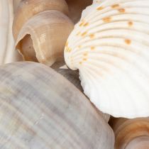 Artikel Natürliche Muscheln und Schnecken 500g, Maritime Dekoration, Beige und Sandtöne