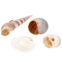 Artikel Natürliche Muscheln und Schnecken 500g, Maritime Dekoration, Beige und Sandtöne